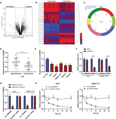 Frontiers Circular RNA Circ 0000098 Elevates ALX4 Expression Via